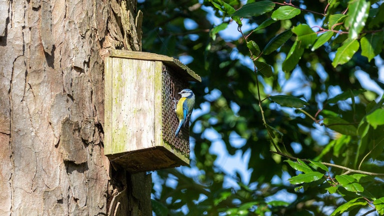Blue tit on a bird box with a tree and leaves in the background at Wimpole Estate, Cambridgeshire